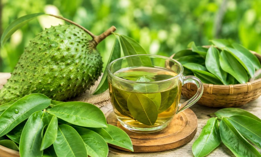 15 Health Benefits of Soursop Leaves
